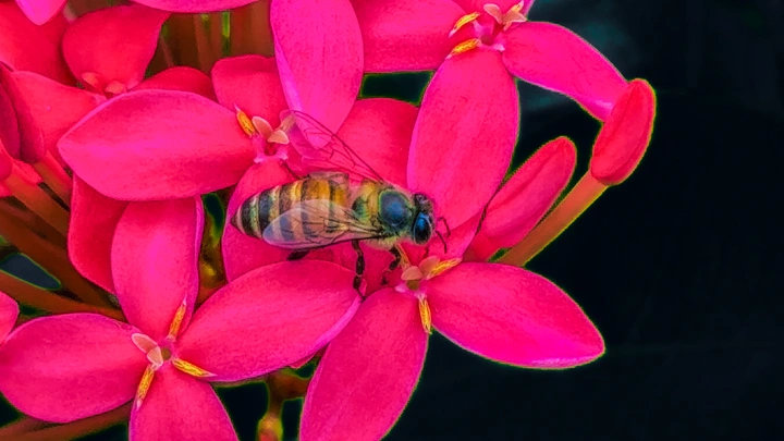 工蜂