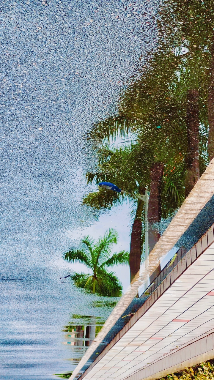 椰树