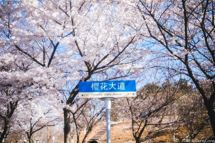 樱花大道