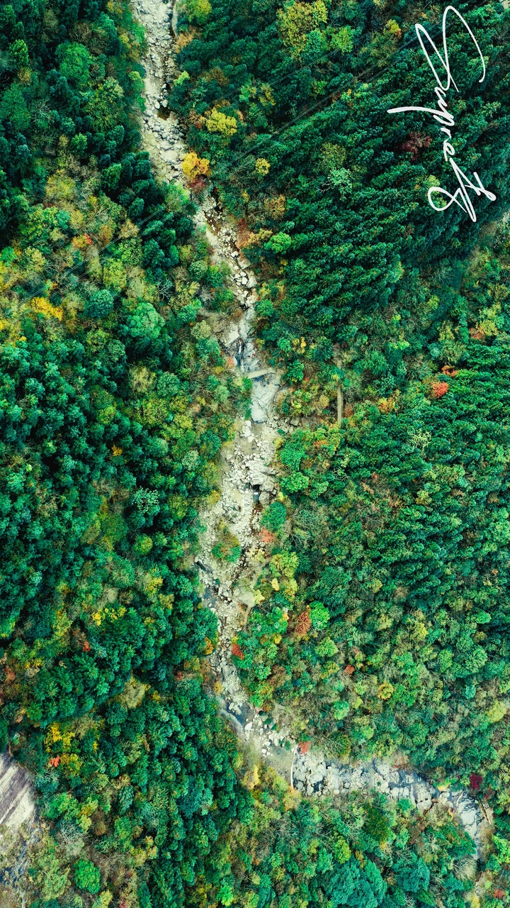 华东最后一片原始森林