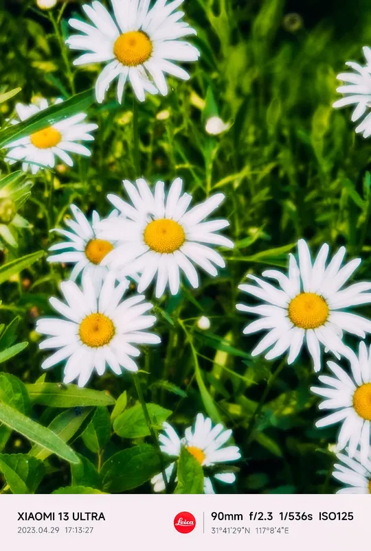 一片野花丛的近景