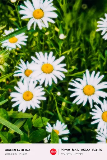 一片野花丛的近景