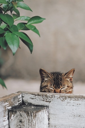 一只小猫把头靠在一棵木头上