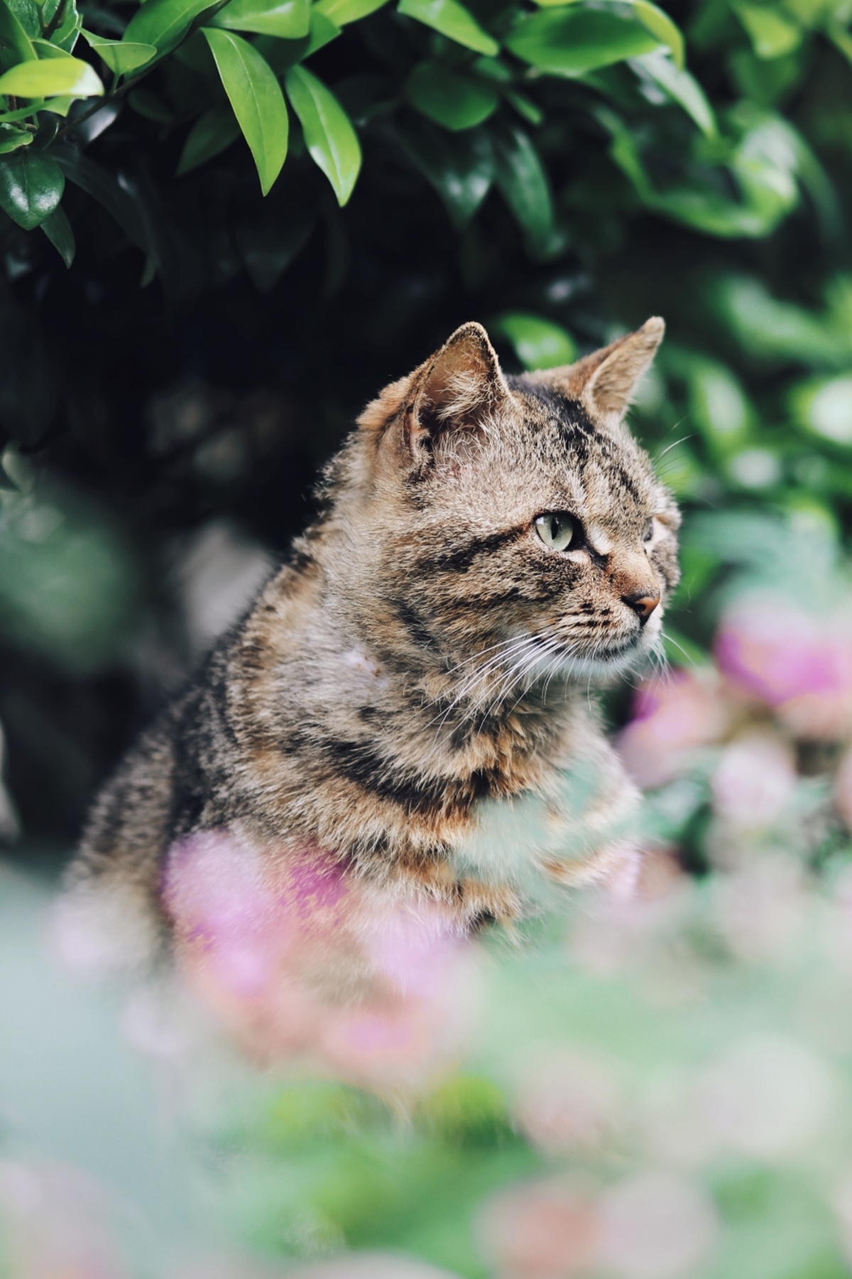 一只猫站在有花草树木的花园里
