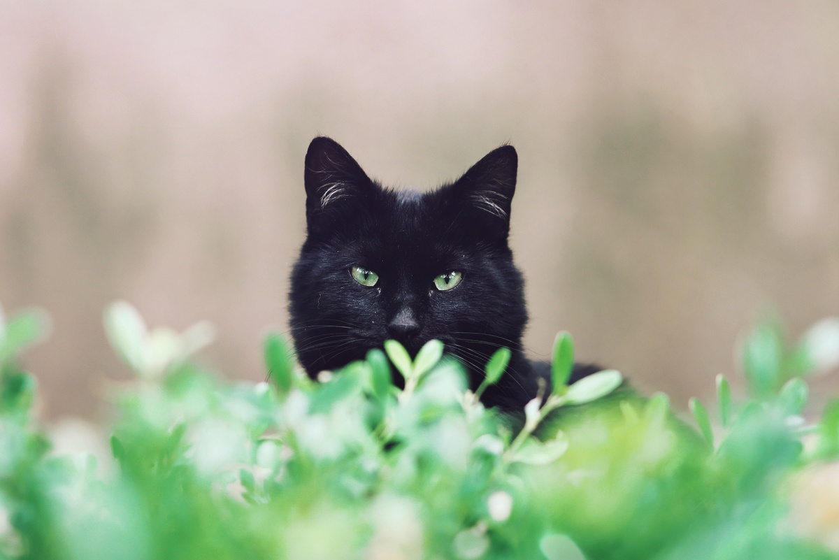 一只绿眼睛的黑猫坐在草地上