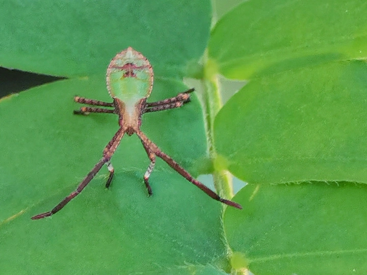 蝽虫
