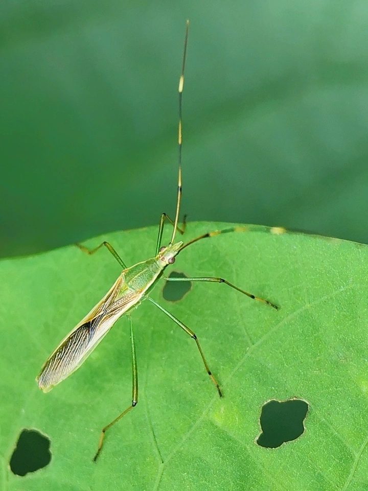 蝽