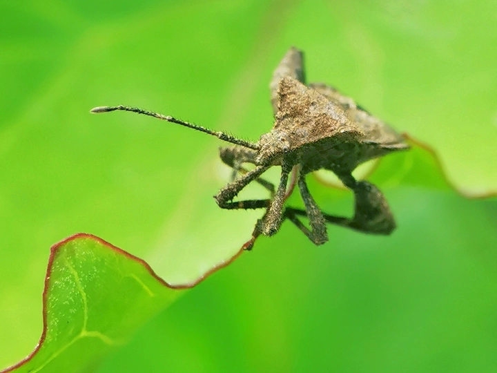 蝽