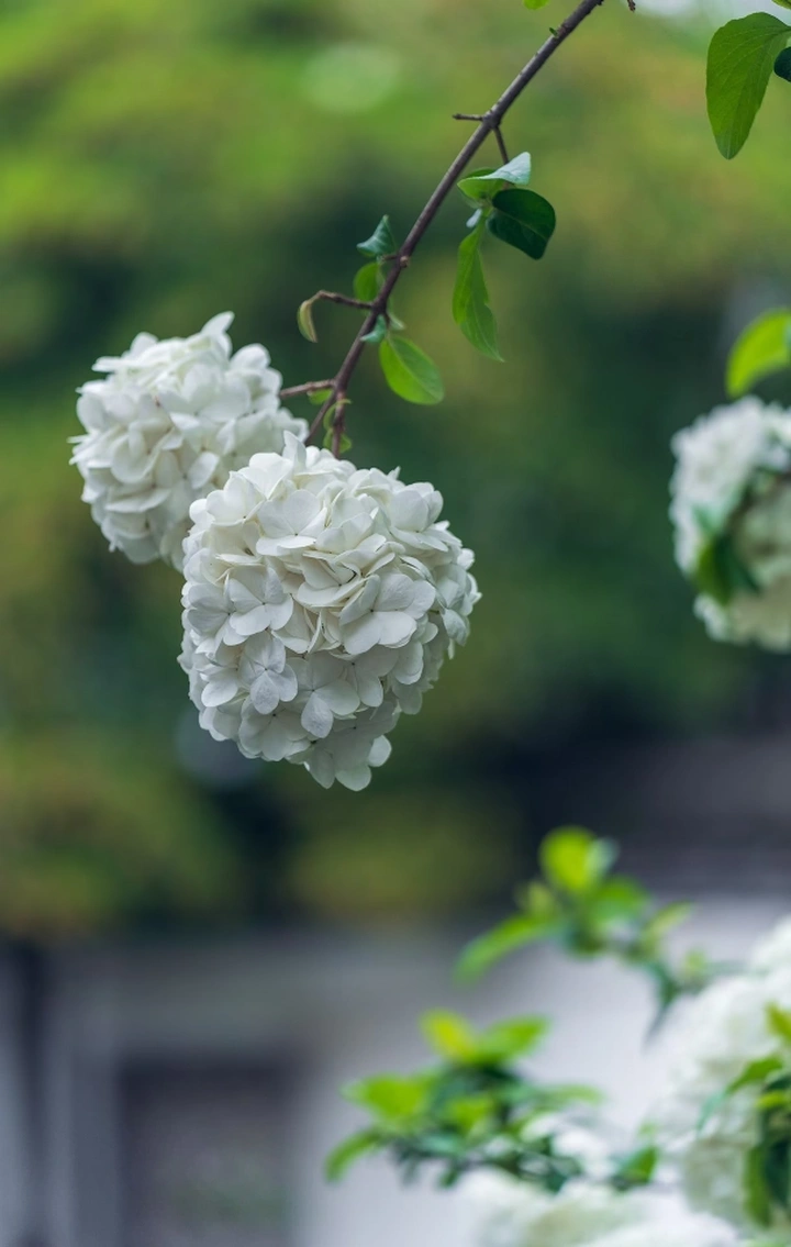 总统府绣球花开