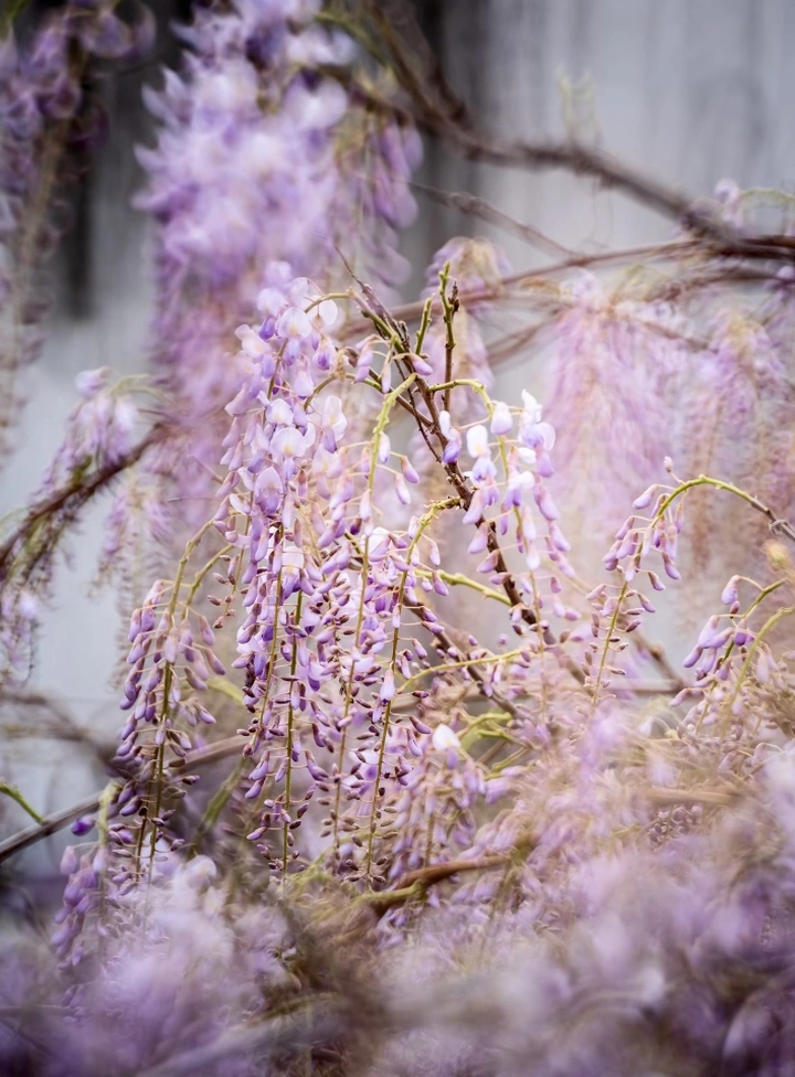老门东紫藤花开