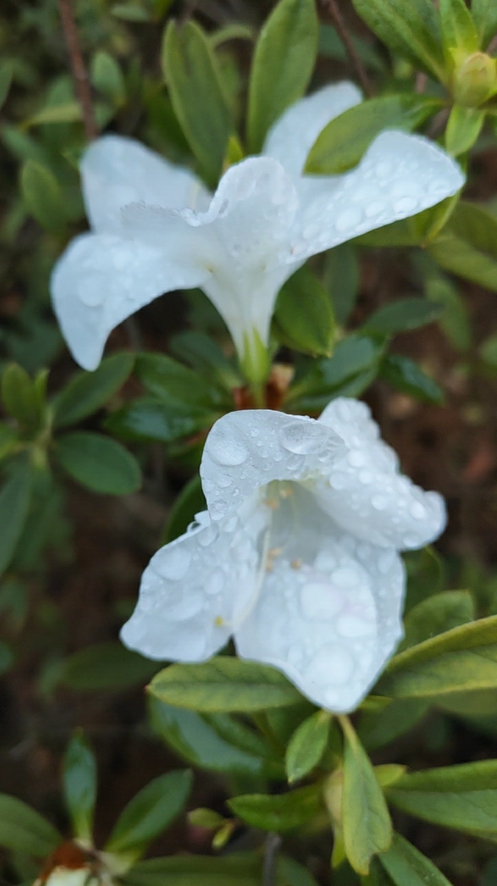 晨间花露