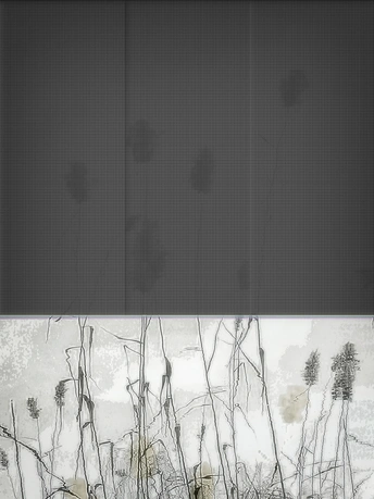 一片水田中的高草和杂草的景象