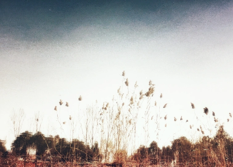 天空上飞着一只风筝 周围是高草和树木。