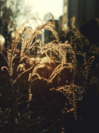 一些被太阳照亮的田地里的植物