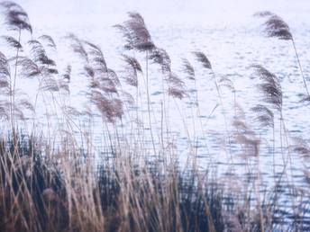 风吹 tall grass 背景有水域。