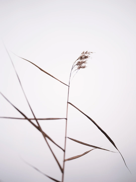 风中一株高草或杂草 面对灰色的天空