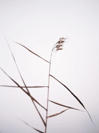 风中一株高草或杂草 面对灰色的天空