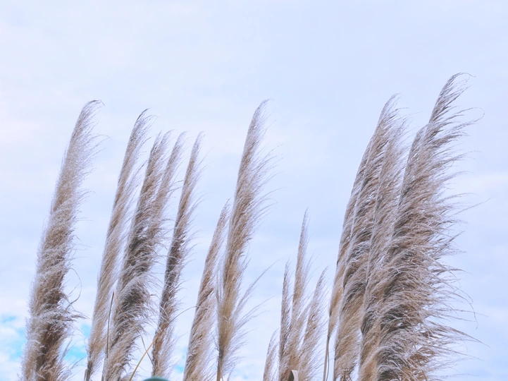 蓝天下的 tall grass