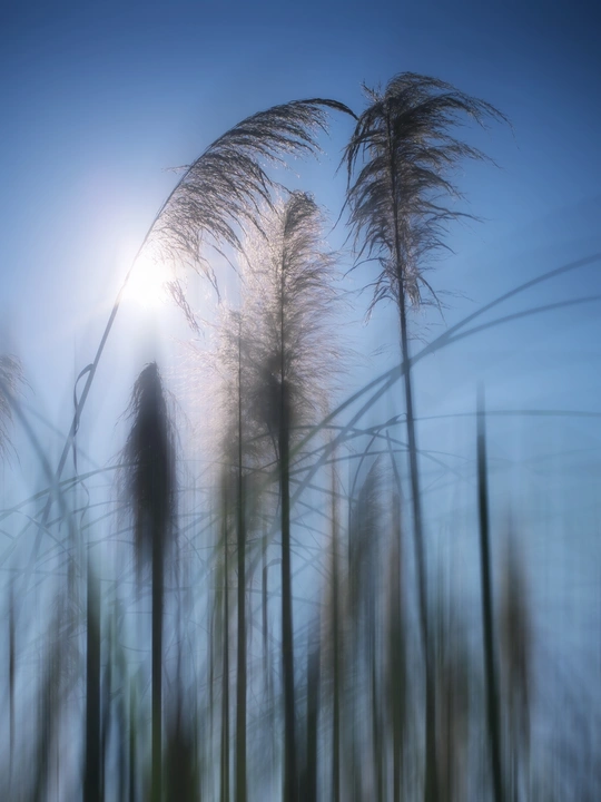 风中 tall grass 与阳光和蓝天为背景