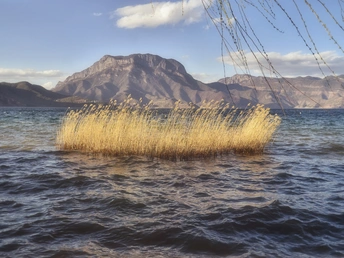 高山背景下的湖泊中的金色芦苇