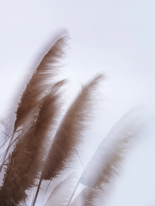 风吹过一片灰色的天空 高高的草丛随风摇曳。