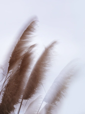 风吹过一片灰色的天空 高高的草丛随风摇曳。