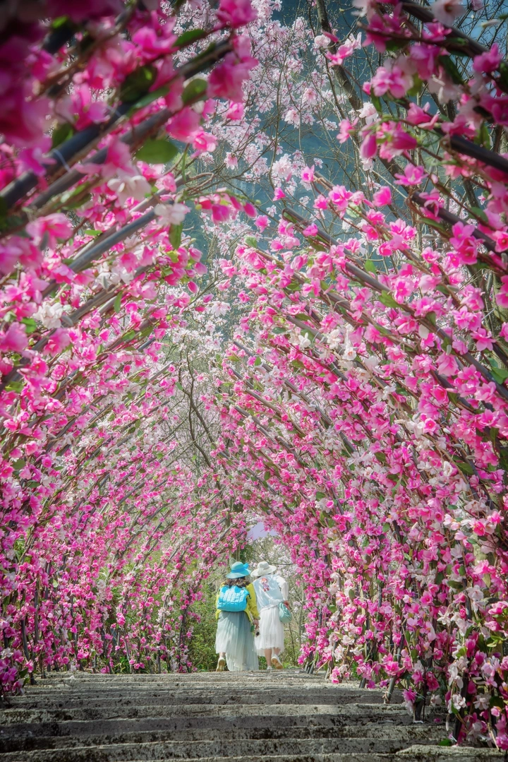 九皇山辛夷花