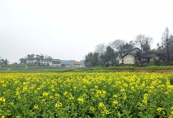 去老院子踏春