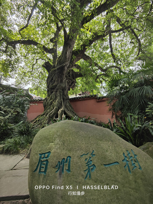 花园里一棵长在大石头上的树