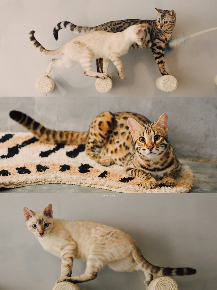 工作片📷“小豹子”们🐈
