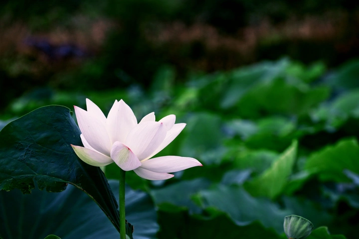 夏荷