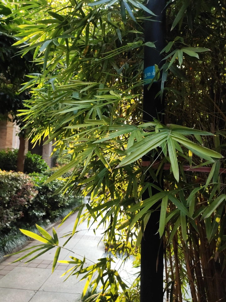 晨光