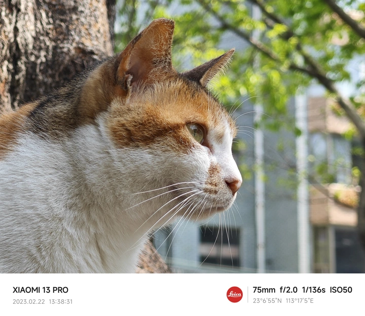猫生
