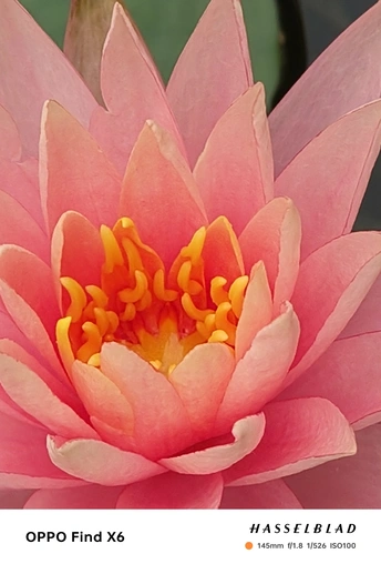 水池中的粉色睡莲特写