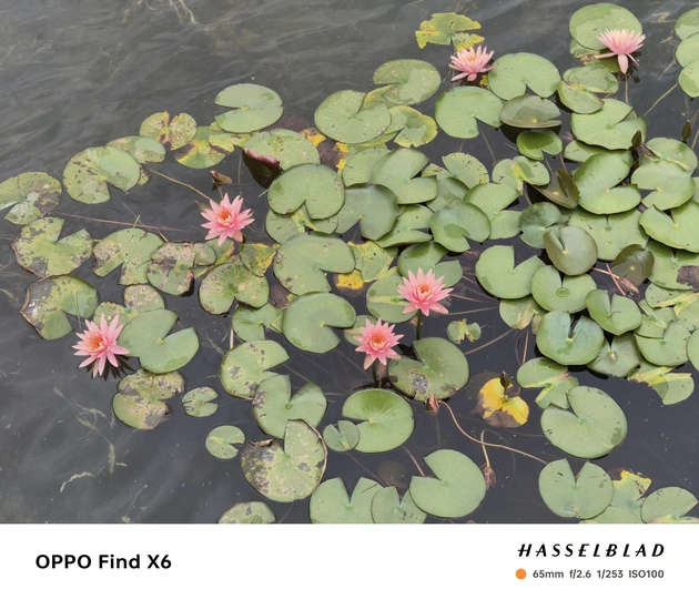 水中的粉色睡莲