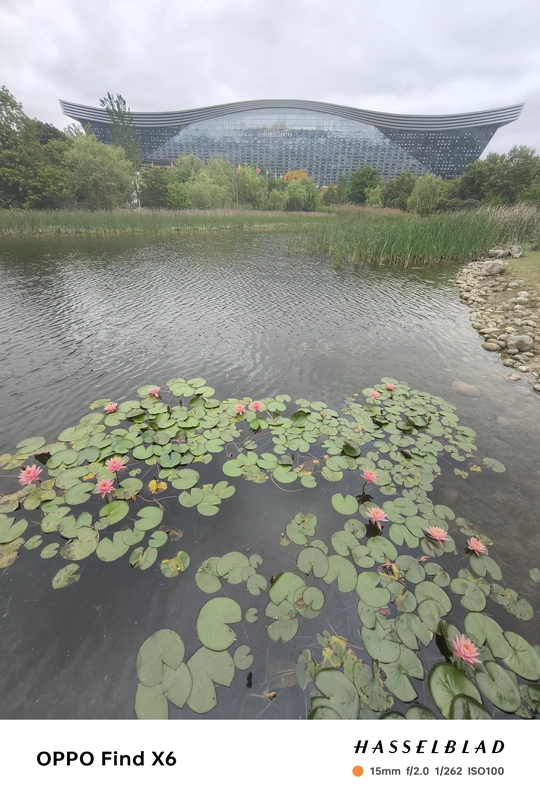 荷花池与背景中的大型建筑