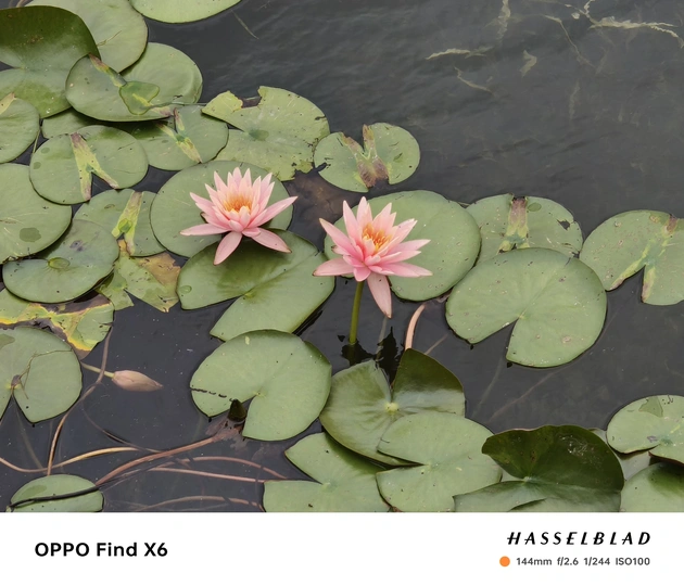 水中的睡莲 带有睡莲叶