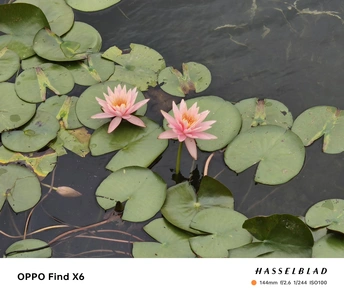 水中的睡莲 带有睡莲叶