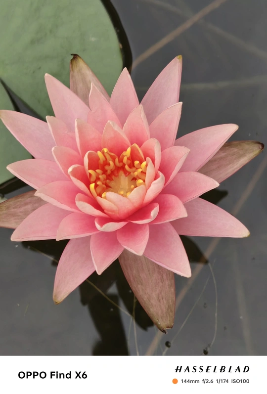 一朵粉色花在池塘里