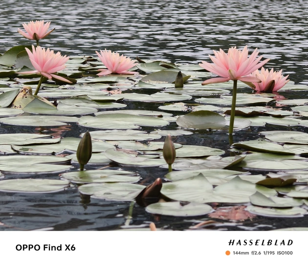 水中的睡莲 粉红色花朵