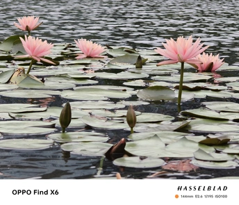 水中的睡莲 粉红色花朵