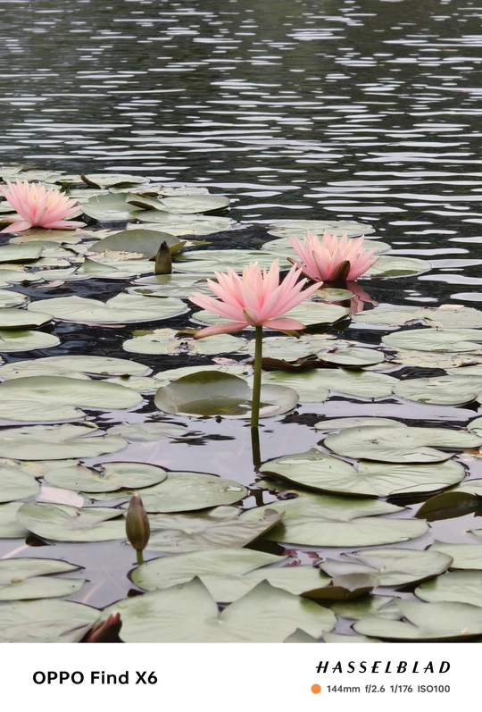 水中的睡莲 有水荷叶