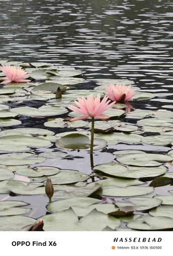 水中的睡莲 有水荷叶