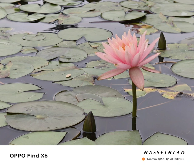 一朵粉色花瓣的睡莲花