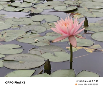 一朵粉色花瓣的睡莲花