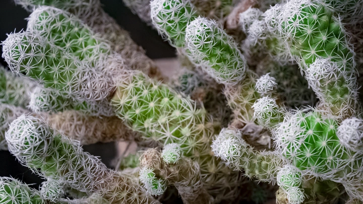 植物