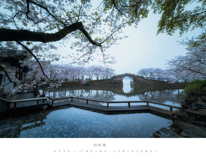 无锡鼋头渚.樱花季