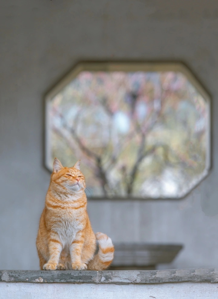 春季限定-梅花猫