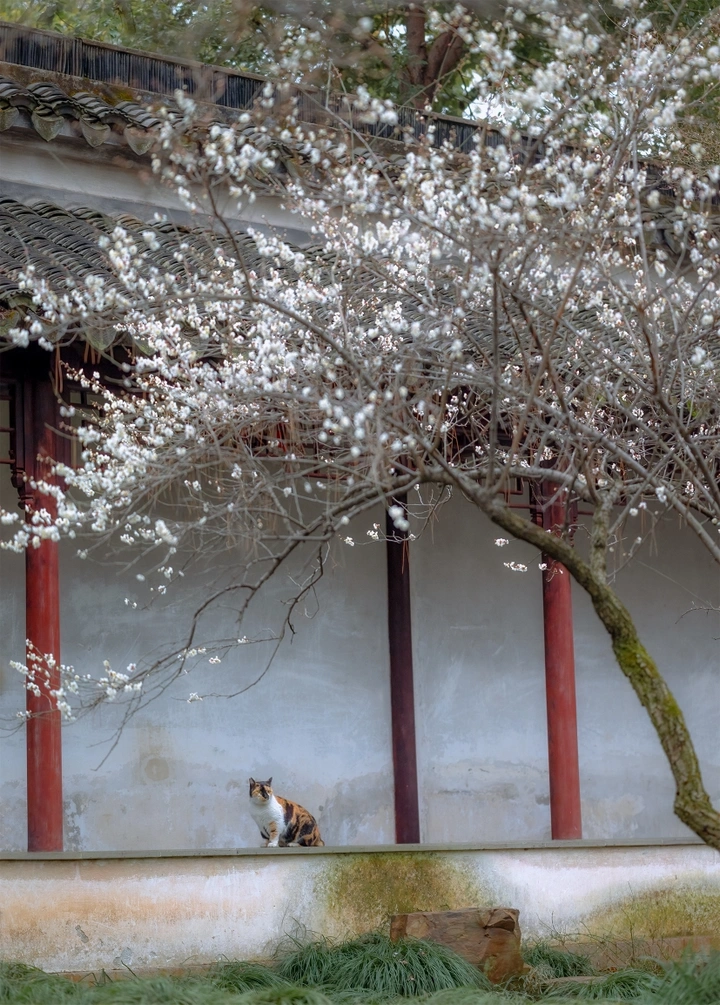 春季限定.留园.梅花猫