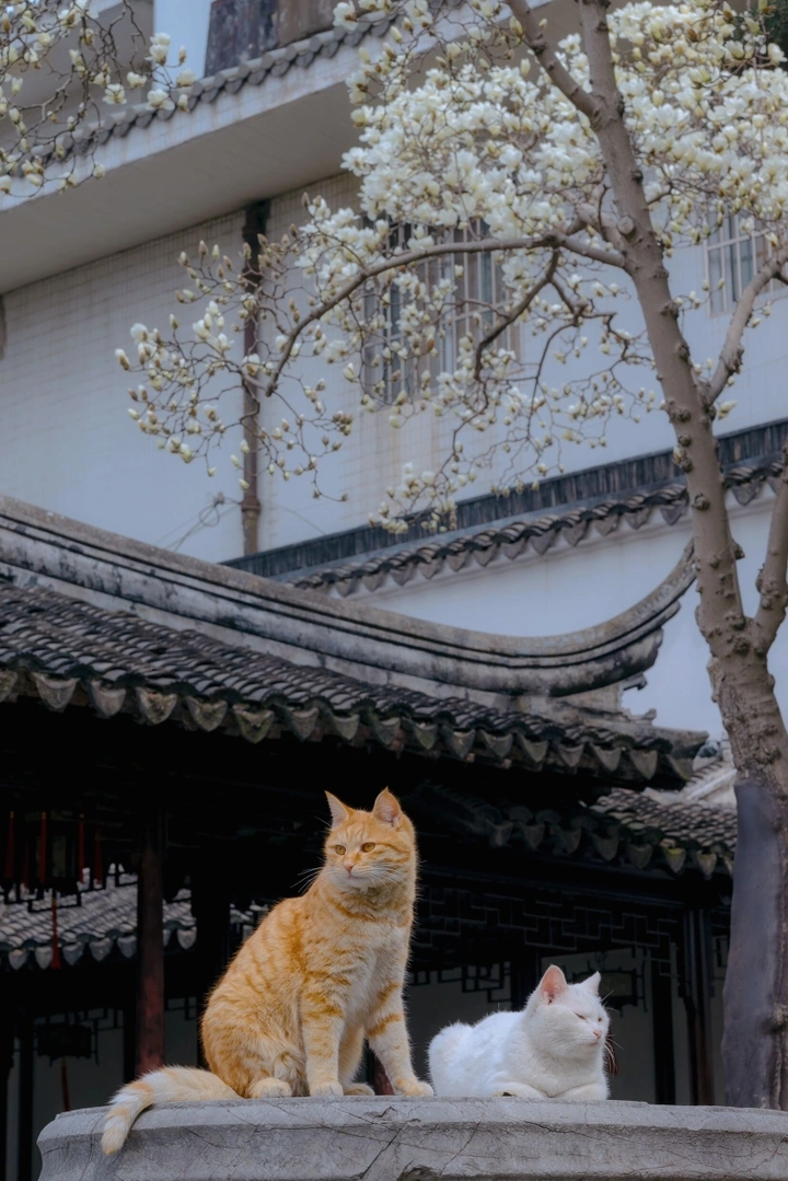 玉兰花下共赏春